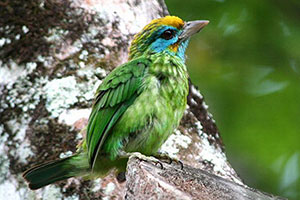 Yellow-fronted barbet_sml